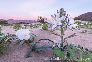Desert Lily in bloom, Anza Borrego Desert State Park