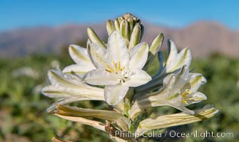 Desert Lily in bloom, Anza Borrego Desert State Park