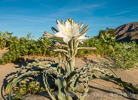 Desert Lily in bloom, Anza Borrego Desert State Park, Hesperocallis undulata, Anza-Borrego Desert State Park, Borrego Springs, California