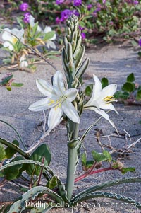 Desert Lily blooms in the sandy soils of the Colorado Desert.  It is fragrant and its flowers are similar to cultivated Easter lilies, Hesperocallis undulata, Anza-Borrego Desert State Park, Borrego Springs, California