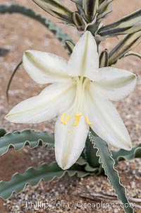 Desert Lily blooms in the sandy soils of the Colorado Desert.  It is fragrant and its flowers are similar to cultivated Easter lilies, Hesperocallis undulata, Anza-Borrego Desert State Park, Borrego Springs, California