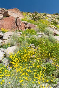 Clusters of desert poppy climb the steep sides of the Borrego Valley. Heavy winter rains led to a historic springtime bloom in 2005, carpeting the entire desert in vegetation and color for months, Eschscholzia parishii, Anza-Borrego Desert State Park, Borrego Springs, California