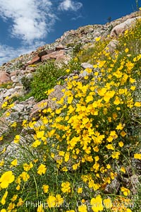 Clusters of desert poppy climb the steep sides of the Borrego Valley. Heavy winter rains led to a historic springtime bloom in 2005, carpeting the entire desert in vegetation and color for months, Eschscholzia parishii, Anza-Borrego Desert State Park, Borrego Springs, California