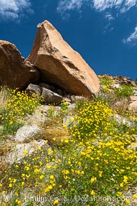 Clusters of desert poppy climb the steep sides of the Borrego Valley. Heavy winter rains led to a historic springtime bloom in 2005, carpeting the entire desert in vegetation and color for months, Eschscholzia parishii, Anza-Borrego Desert State Park, Borrego Springs, California