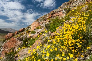 Clusters of desert poppy climb the steep sides of the Borrego Valley. Heavy winter rains led to a historic springtime bloom in 2005, carpeting the entire desert in vegetation and color for months, Eschscholzia parishii, Anza-Borrego Desert State Park, Borrego Springs, California