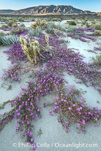 Desert Sand Verbena in June Wash During Unusual Winter Bloom in January, fall monsoon rains led to a very unusual winter bloom in December and January in Anza Borrego Desert State Park in 2022/2023, Anza-Borrego Desert State Park, Borrego Springs, California