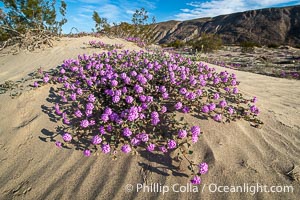 Desert Sand Verbena in the Coyote Canyon Wash During Unusual Winter Bloom in January, fall monsoon rains led to a very unusual winter bloom in December and January in Anza Borrego Desert State Park in 2022/2023, Anza-Borrego Desert State Park, Borrego Springs, California