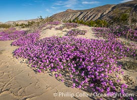 Desert Sand Verbena in the Coyote Canyon Wash During Unusual Winter Bloom in January, fall monsoon rains led to a very unusual winter bloom in December and January in Anza Borrego Desert State Park in 2022/2023, Anza-Borrego Desert State Park, Borrego Springs, California
