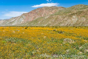 Desert sunflowers (yellow centers) and dune sunflowers (brown centers) in bloom along Henderson Canyon Road, a popular flower viewing spot in the Borrego Valley.  Heavy winter rains led to a historic springtime bloom in 2005, carpeting the entire desert in vegetation and color for months, Geraea canescens, Helianthus niveus canescens, Anza-Borrego Desert State Park, Borrego Springs, California