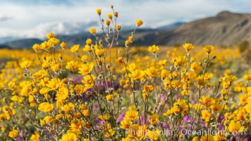 Desert Sunflower Blooming Across Anza Borrego Desert State Park, Geraea canescens, Anza-Borrego Desert State Park, Borrego Springs, California