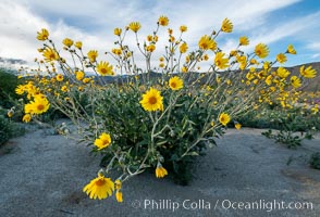 Desert Sunflower Blooming Across Anza Borrego Desert State Park, Geraea canescens, Anza-Borrego Desert State Park, Borrego Springs, California