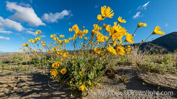 Desert Sunflower Blooming Across Anza Borrego Desert State Park, Geraea canescens, Anza-Borrego Desert State Park, Borrego Springs, California