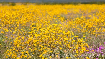 Desert Sunflower Blooming Across Anza Borrego Desert State Park
