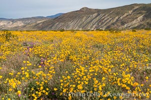 Desert Sunflower Blooming Across Anza Borrego Desert State Park