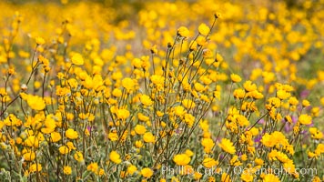 Desert Sunflower Blooming Across Anza Borrego Desert State Park, Geraea canescens, Anza-Borrego Desert State Park, Borrego Springs, California