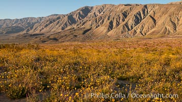 Desert Sunflower Blooming Across Anza Borrego Desert State Park, Geraea canescens, Anza-Borrego Desert State Park, Borrego Springs, California