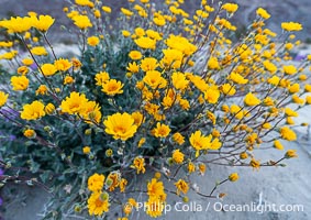Desert Sunflower in the Coyote Canyon Wash During Unusual Winter Bloom in January, fall monsoon rains led to a very unusual winter bloom in December and January in Anza Borrego Desert State Park in 2022/2023, Anza-Borrego Desert State Park, Borrego Springs, California