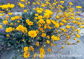 Desert Sunflower in the Coyote Canyon Wash During Unusual Winter Bloom in January, fall monsoon rains led to a very unusual winter bloom in December and January in Anza Borrego Desert State Park in 2022/2023, Geraea canescens, Anza-Borrego Desert State Park, Borrego Springs, California