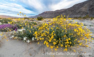Desert Sunflower in the Coyote Canyon Wash During Unusual Winter Bloom in January, fall monsoon rains led to a very unusual winter bloom in December and January in Anza Borrego Desert State Park in 2022/2023, Geraea canescens, Anza-Borrego Desert State Park, Borrego Springs, California