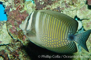 Desjardins Indian sailfin tang, Zebrasoma desjardinii