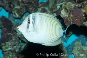 Desjardins Indian sailfin tang, Zebrasoma desjardinii