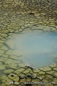 Dessicated mud near the Dragons Cauldron, Mud Volcano area, Yellowstone National Park, Wyoming