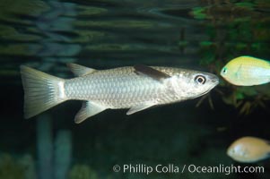 Diamond scale mullet, Liza vaigiensis