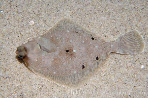 Diamond turbot, a common inhabitant of sand flats, bears a coloration that blends with the sand bottom well, Hypsopsetta guttulata