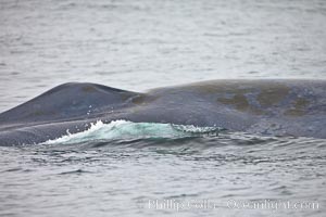 Diatoms (Coccineis ceticola) grow in a thin brown film on the skin of a blue whale (Balaenoptera musculus).