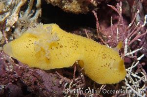 Sea lemon, Diaulula nobilis