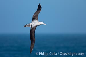 Wandering albatross in flight, over the open sea.  The wandering albatross has the largest wingspan of any living bird, with the wingspan between, up to 12' from wingtip to wingtip.  It can soar on the open ocean for hours at a time, riding the updrafts from individual swells, with a glide ratio of 22 units of distance for every unit of drop.  The wandering albatross can live up to 23 years.  They hunt at night on the open ocean for cephalopods, small fish, and crustaceans. The survival of the species is at risk due to mortality from long-line fishing gear, Diomedea exulans