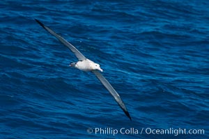 Wandering albatross in flight, over the open sea.  The wandering albatross has the largest wingspan of any living bird, with the wingspan between, up to 12' from wingtip to wingtip.  It can soar on the open ocean for hours at a time, riding the updrafts from individual swells, with a glide ratio of 22 units of distance for every unit of drop.  The wandering albatross can live up to 23 years.  They hunt at night on the open ocean for cephalopods, small fish, and crustaceans. The survival of the species is at risk due to mortality from long-line fishing gear, Diomedea exulans