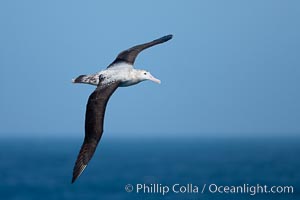 Wandering albatross in flight, over the open sea.  The wandering albatross has the largest wingspan of any living bird, with the wingspan between, up to 12' from wingtip to wingtip.  It can soar on the open ocean for hours at a time, riding the updrafts from individual swells, with a glide ratio of 22 units of distance for every unit of drop.  The wandering albatross can live up to 23 years.  They hunt at night on the open ocean for cephalopods, small fish, and crustaceans. The survival of the species is at risk due to mortality from long-line fishing gear, Diomedea exulans