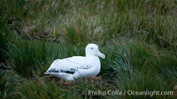 Wandering albatross, on nest in the Prion Island colony.  The wandering albatross has the largest wingspan of any living bird, with the wingspan between, up to 12' from wingtip to wingtip. It can soar on the open ocean for hours at a time, riding the updrafts from individual swells, with a glide ratio of 22 units of distance for every unit of drop. The wandering albatross can live up to 23 years. They hunt at night on the open ocean for cephalopods, small fish, and crustaceans. The survival of the species is at risk due to mortality from long-line fishing gear, Diomedea exulans