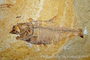 Fossil fish of the Eocene era, found in Fossil Lake, Green River Formation, Kemmerer, Wyoming.  From a private collection.  Order: Ellimmichyiformes: Family; Ellimmichthyidae; Diplomystus, Dipolomystus
