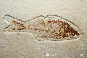 Fossil fish of the Eocene era, found in Fossil Lake, Green River Formation, Kemmerer, Wyoming.  From a private collection.  Order: Ellimmichyiformes: Family; Ellimmichthyidae; Diplomystus, Dipolomystus