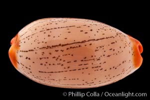 Dirty-Yellow Cowrie, Cypraea isabella rumphii