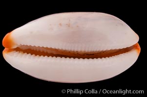 Dirty-Yellow Cowrie, Cypraea isabella rumphii