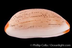 Dirty-Yellow Cowrie, Cypraea isabella rumphii