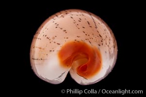 Dirty-Yellow Cowrie, Cypraea isabella rumphii