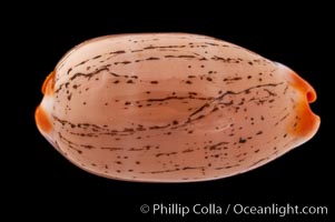 Dirty-Yellow Cowrie, Cypraea isabella