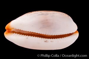 Dirty-Yellow Cowrie, Cypraea isabella