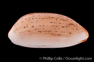 Dirty-Yellow Cowrie, Cypraea isabella