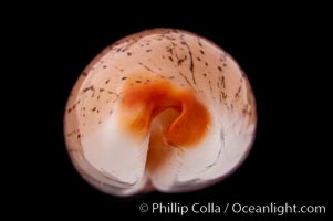 Dirty-Yellow Cowrie, Cypraea isabella