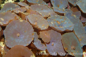 Disk anemones, Actinodiscus