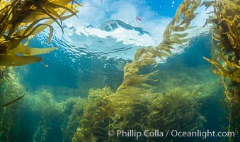 Dive boat Magician and kelp forest. Giant kelp, the fastest growing plant on Earth, reaches from the rocky bottom to the ocean's surface like a submarine forest, Catalina Island