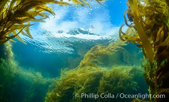 Dive boat Magician and kelp forest. Giant kelp, the fastest growing plant on Earth, reaches from the rocky bottom to the ocean's surface like a submarine forest, Catalina Island