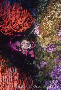 Diver, reef and gorgonians, San Clemente Island