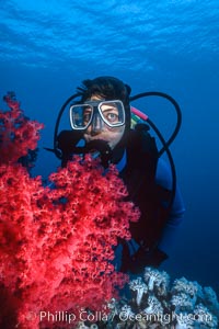 Diver and alcyonarian soft coral, Northern Red Sea, Egypt.