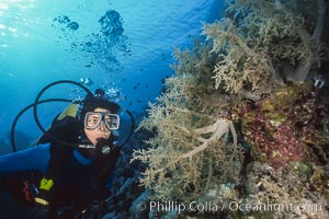 Diver and alcyonarian soft coral, Northern Red Sea, Egyptian Red Sea